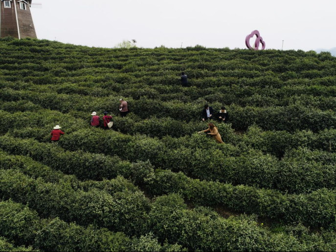 陜西廣電融媒體集團農(nóng)林衛(wèi)視助力陜西茶區(qū)“以茶興業(yè)，以茶富民”